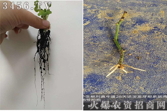 生根肥,值得我们花时间研究和推广! 生根肥,值得我们花时间研究和推广!