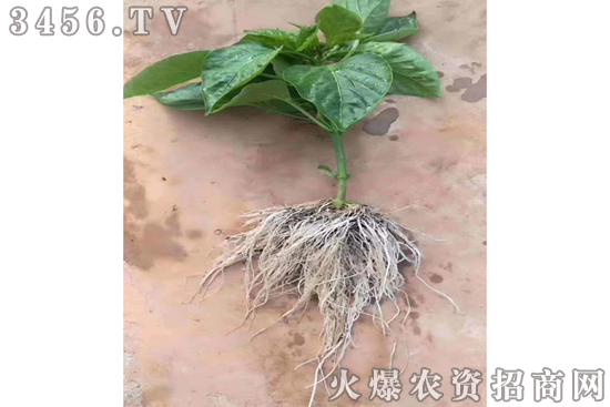 生根肥,值得我们花时间研究和推广! 生根肥,值得我们花时间研究和推广!